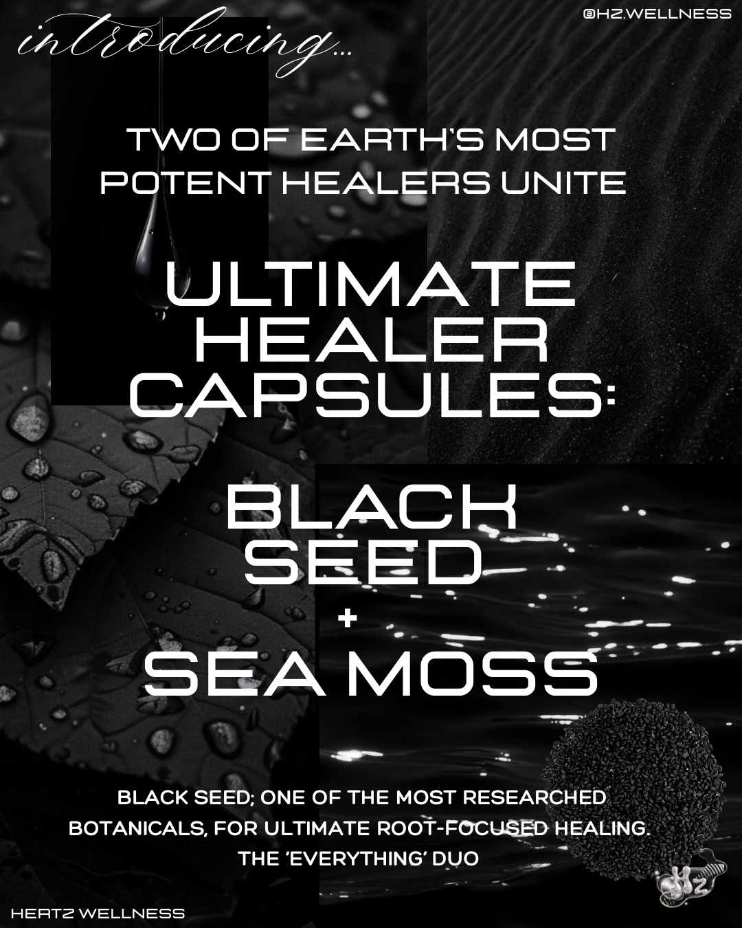 ANCIENT HEALER: BLACK SEED +SEA MOSS CAPSULES